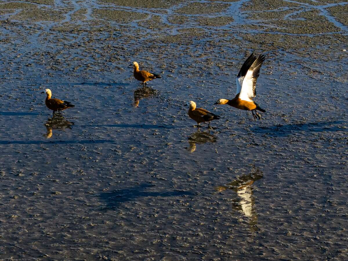 Konya’da doğa ziyafeti 10
